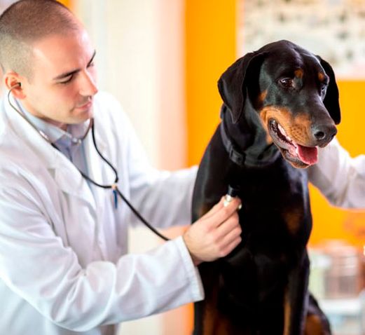 Veterinario revisando perro
