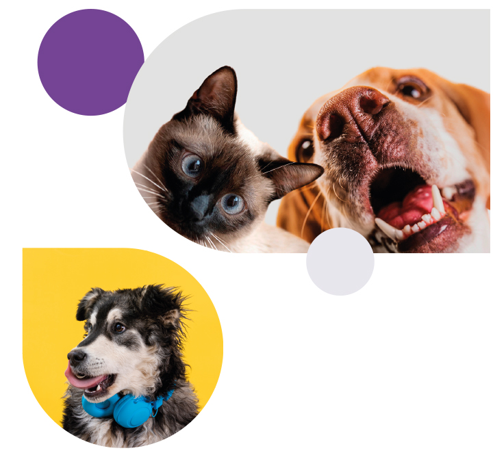 vet clinica-servicios2